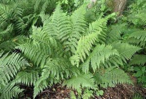 Athyrium filix-femina - Hölgypáfrány csp 9x9