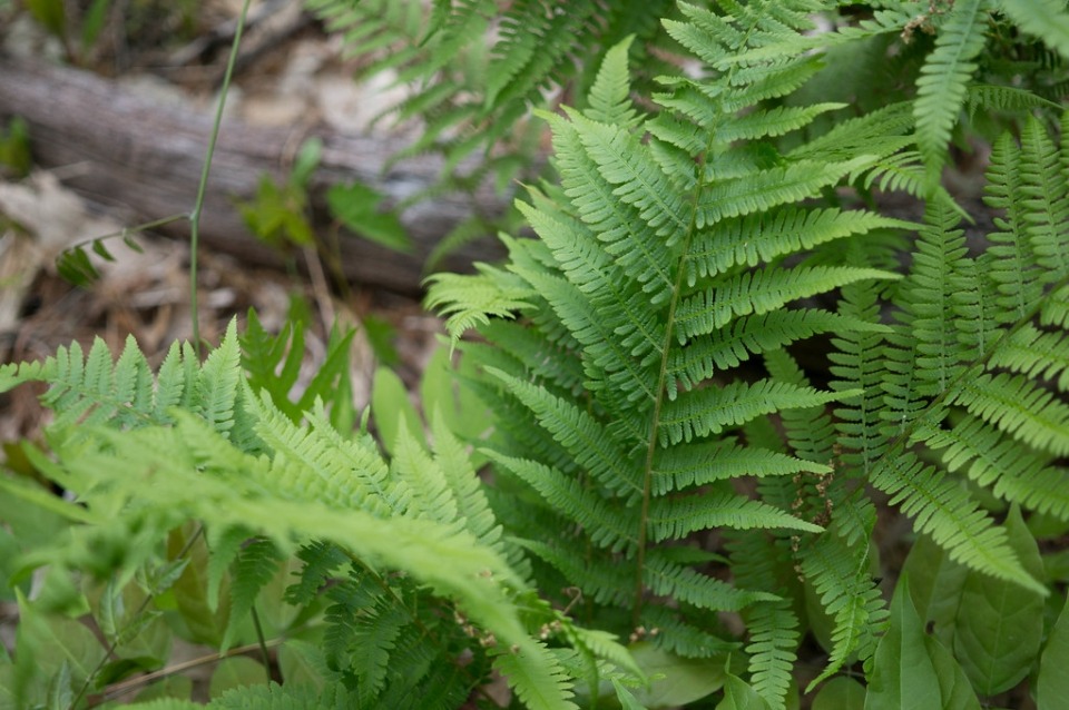 Athyrium filix-femina - Hölgypáfrány csp 9x9
