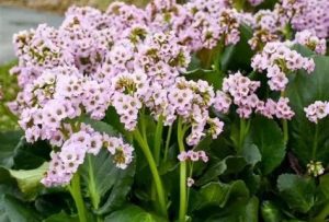 Bergenia 'Bressingham White' - Hófehér bőrlevél D14
