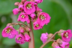 Bergenia 'Fairytale Romance' – Bőrlevél D14