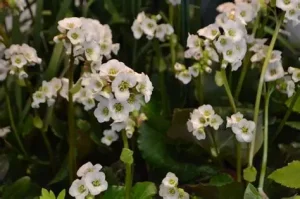Bergenia 'Jelle' – Bőrlevél D14