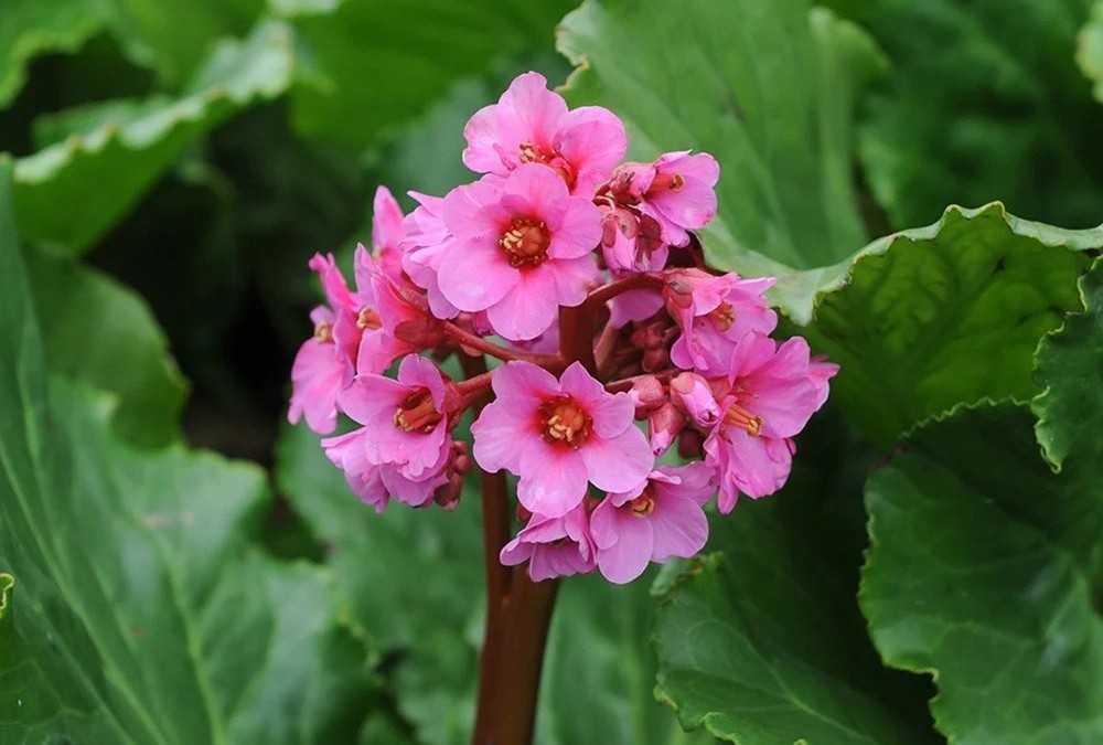 Bergenia cordifolia - Szívlevelű bőrlevél csp 9x9