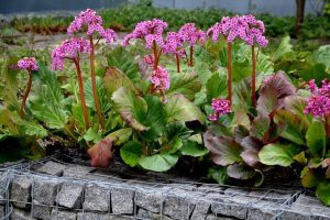 Bergenia cordifolia 'purpurea'- Szívlevelű bőrlevél csp 9x9