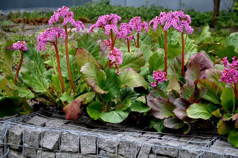 Bergenia cordifolia 'purpurea'- Szívlevelű bőrlevél csp 9x9