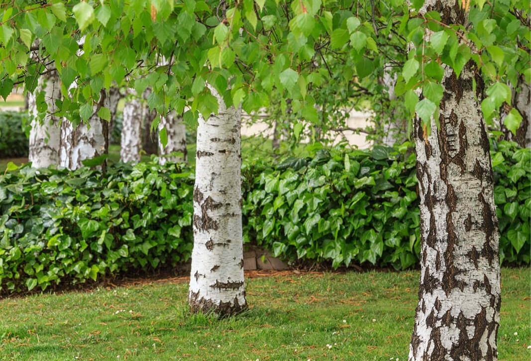 Betula Pendula - Közönséges Nyír 180+ cm