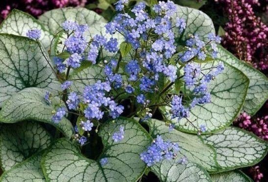 Brunnera macrophylla 'Alexandria' – Kaukázusi nefelejcs D14