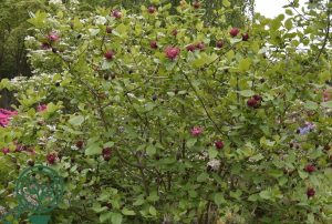 Sinocalycanthus ‘Hartlage Wine’ - Illatcsetke 60+ cm