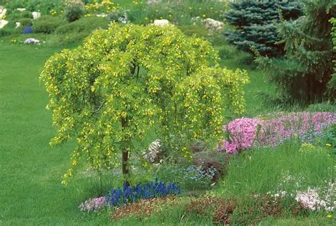 Caragana arborescens 'Pendula' - Csüngő borsófa 180+ cm