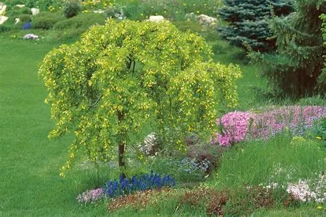 Caragana arborescens 'Pendula' - Csüngő borsófa 100+ cm
