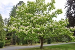 Catalpa bignonioides - Szívlevelű szivarfa 200+ cm