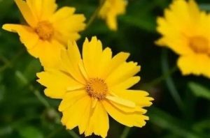 Coreopsis grandiflora 'Illico' - Nagyfészkű menyecskeszem csp 9x9