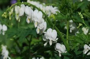 Dicentra spectabilis 'Alba' - Nagy szívvirág D14