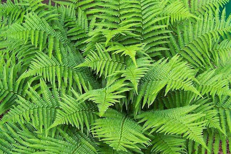 Dryopteris filix-mas - Erdei Pajzsika D14