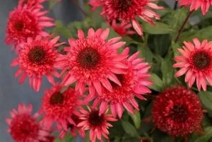 Echinacea 'Giddy Pink' - Kasvirág D14