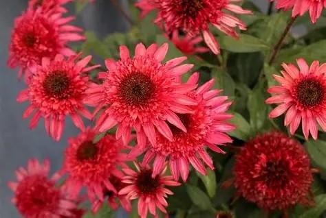 Echinacea 'Giddy Pink' - Kasvirág D14