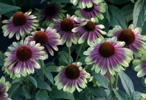 Echinacea Sweet Sandia - Kasvirág D14