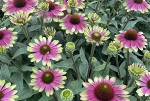 Echinacea 'Sweet Sandia' - Kasvirág D14