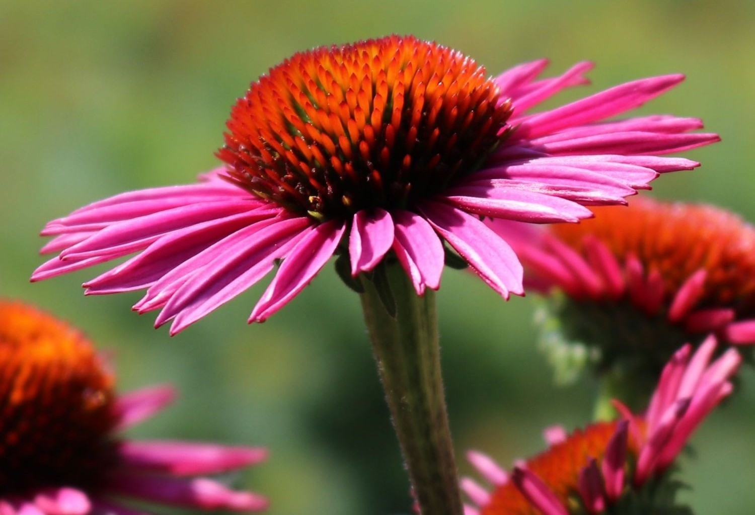 Echinacea purpurea 'Pica Bella' - Bíbor kasvirág D14