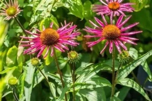Echinacea purpurea 'Pica Bella' - Bíbor kasvirág D14