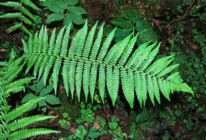 Dryopteris filix-mas - Erdei Pajzsika D14