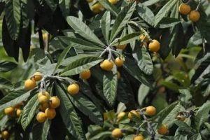 Eriobotrya japonica – Japán naspolya bokor 110+ cm
