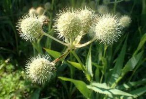 Eryngium yuccifolium – Pálmaliliom levelű iringó D14