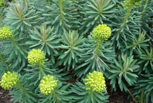 Euphorbia characias subsp. wulfenii – Sűrűlevelű kutyatej D14