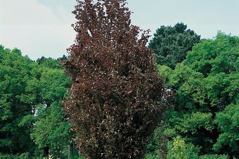 Fagus sylvatica 'Dawyck' – Oszlopos bükk