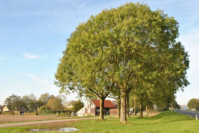Fraxinus excelsior – Magas kőris 200+ cm