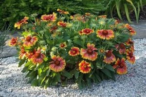 Gaillardia aristata – Kokárdavirág D14