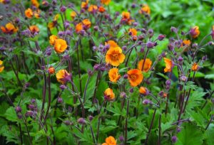Geum 'Carlskaer' – Gyömbérgyökér D14