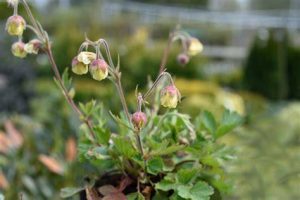 Geum 'Lemon Drops' - Gyömbérgyökér D14