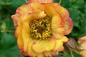 Geum 'Nonna' – Gyömbérgyökér D14