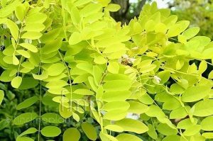 Gleditsia triachantos 'Sunburst' - Sárga krisztustövis 200+ cm
