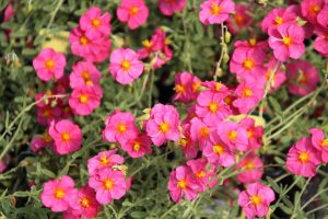 Helianthemum 'Ben Hope' - Napvirág csp 9x9