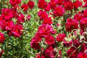 Helianthemum 'Cerise Queen' - Napvirág csp 9x9