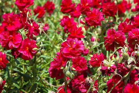 Helianthemum 'Cerise Queen' - Napvirág csp 9x9