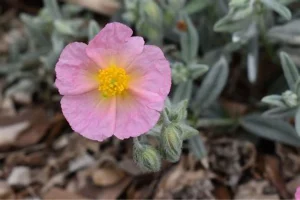 Helianthemum 'Rhodanthe Carneum'- Napvirág csp 9x9