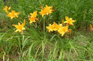 Hemerocallis 'Burning Daylight' - Sásliliom K3