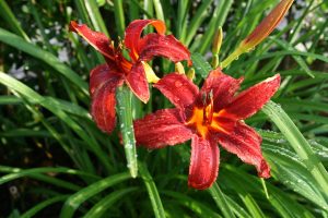 Hemerocallis - Sásliliom K3