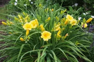 Hemerocallis 'Stella de Oro' - Sásliliom csp 9x9