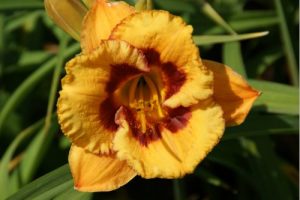 Hemerocallis 'Tigerling' – Sásliliom K3