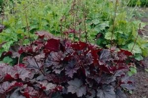 Heuchera micrantha 'Palace Purple' - Lila-bordó tűzeső csp 9x9