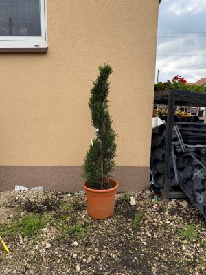 Cupressocyparis leylandii Spiral 80cm+
