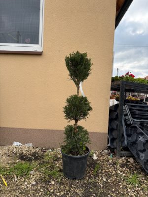 Cupressocyparis leylandii 3 balls 80cm+