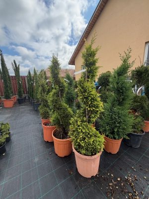 Cupressocyparis leylandii 'Gold Rider' - Arany Leyland-ciprus 80-100cm