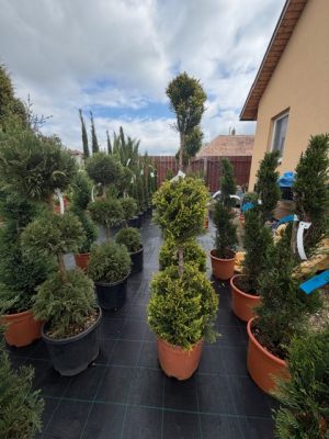 Cupressocyparis Leylandii Castlewellan Gold 3 Balls 100 cm