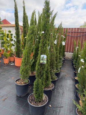 Cupressus sempervirens 'Totem' - karcsú európai ciprus 125-150 cm
