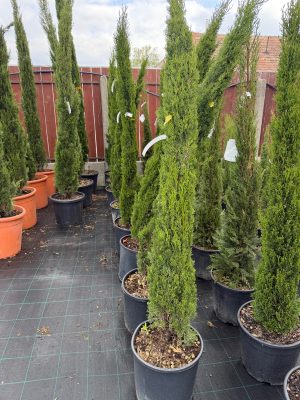 Cupressus sempervirens 'Totem' - karcsú európai ciprus 150+ cm