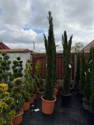 Cupressus sempervirens ‘Pyramidalis’ – Toszkán ciprus  200+ cm